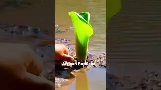 African Pop Seed #flowers #shortsvideo #youtubeshorts #flora  #shorts #african