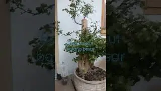 bonsai serut#bonsaiserut