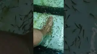 Thailand, Pattaya, ประเทศไทย, เมืองพัทยา, fish-spa, massage