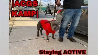 All in a Dayz WORK / American Bullies (ACGS KAMP) SALUTE 💪
