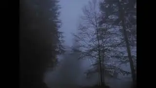 Relaxing Foggy Forest Virtual Drive // Rain Storm and Thunder Sounds