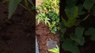 weed garden update almost ready for harvest cloudy trichomes