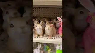 Hobby lobby