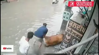 A cow got electric Shock, Youth saved life by risking their lives.