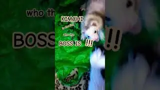 Can you guess who the Boss is? #ferretsrule #ferretsplaying #ferrettime