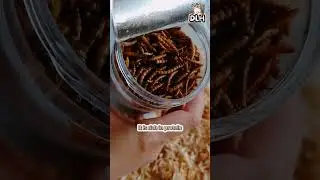 Dried Mealworms for Hamsters - The Perfect Treat! #hamstershortvideo