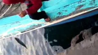 Mancing di sendang biru V001( ikan laura )