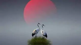কান্দেরে কান্দে কন্যা নদীর কিনারায়❤️❤️❤️