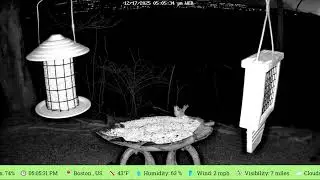 LIVE Bird Feeder Cam 🐦in Massachusetts Wetlands
