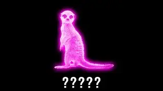 10 Meerkat 