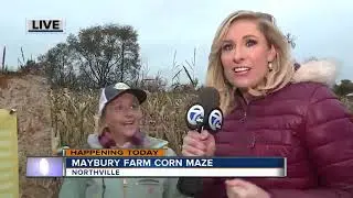 Maybury Farm Corn Maze