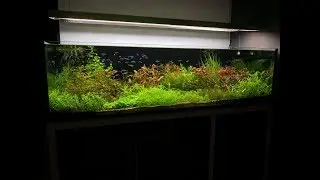 Acvariu plantat de apă dulce