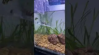 Tiger barb planted nano tank 😍#shorts #plantedtank #plantedaquarium #tigerbarb