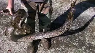 Early Breeding Season Python in the Everglades