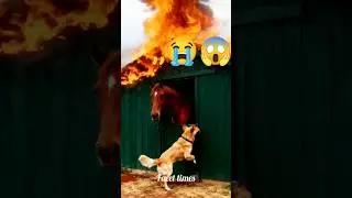 🔥 Brave Dog Saves Horse from Fire | Real Life Hero Moment 🐶🚒#facts