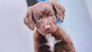 We got a puppy... First frosty morning 