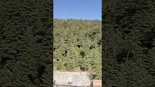 سورۃ الاحزاب with the sound of Qari Zulfiqar Ahmad #quran #qarizulfiqar #surah #qurantilawat #