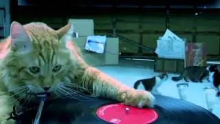 Visalus Europe The Purr-fect Crime! - ViSalus Shake Mix that Tastes like Cake Mix