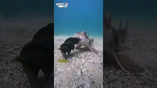 babirusa... #shorts #facts