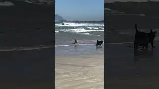 🌊🐶🐾 Dogs love the ocean as much as their owners!! Strand Beach, Cape Town #dog #beach #doglover