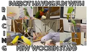 Wooden Stand review with my parrot first experience of wooden stand parrot&rsquo;s are very happy