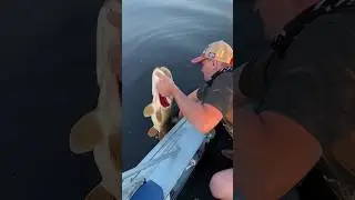 Отпускаем трофейную щуку на 7кг  #shorts #рыбалка #рыбалкасгидом #сызрань #fishing #щука #pike