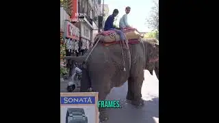 Indian Elephants on the streets of Mumbai | Documentary