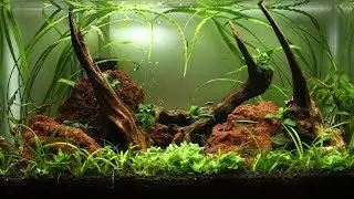 How to Aquascape a 10 Gallon Tank ( Setup )