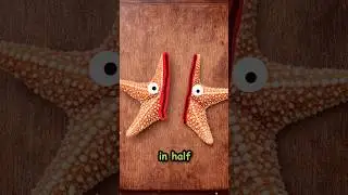 Will Cutting a Starfish in Half make a Twin?