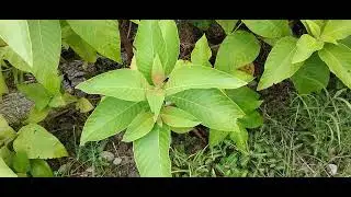 Biological Plants Species..! Did you recognise these..!?|Subscribe Please|#geography #plants #Nature
