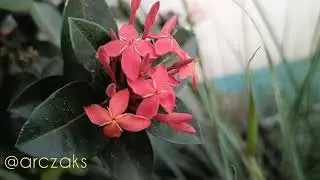 Tecno Camon 16 premier Camera Test