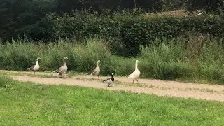 My domestic geese flying