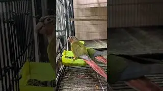 Conures Breeding Challenge - Day 2 😍👏🏻 #ardailypetvlogs #conureparrot #petshorts