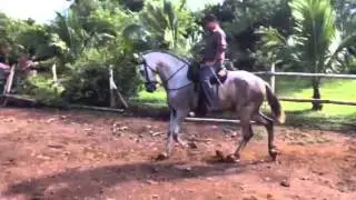 Caballo3