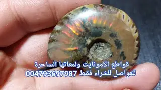 احجار لها لمعة الاوبال،  احجار مستحاثات الامونايت