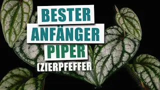 Piper sylvaticum - Zierpfeffer für Anfänger | Pflanzen-Portrait