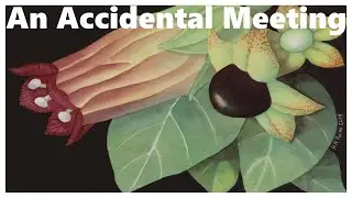 An Accidental Meeting - A Belladonna Trip Report