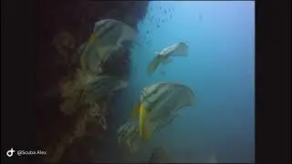 Batfish Group Southwest Pinnacle,  Thailand