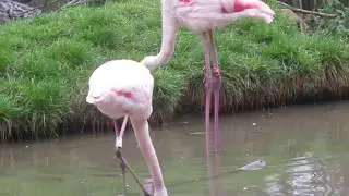 Europese flamingo 01