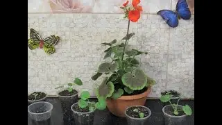 ГЕРАНЬ ИЗ СЕМЯН. РЕЗУЛЬТАТ И НЮАНСЫ ПОСЕВА