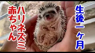 ハリネズミ の赤ちゃんが可愛いすぎる💕