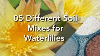 How to make soil mix for waterlilies|Let's grow waterlilies without mud |waterlily secrets