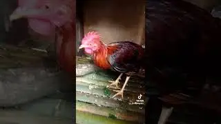 postae Kay cgurado