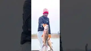 Today I took out my nets after 15 days 😄#fishing #viral #trending