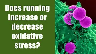 Does running increase or decrease oxidative stress