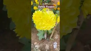 Dahlia Flowers in my garden #shorts #ytshorts #flowers #dahlia #rose #viral #flowergarden #youtube