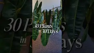 Day 11 🌱 Philodendron billieatiae Glow-Up | From Rehab to Rare Beauty ✨