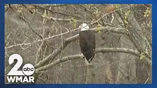 Neighbors outraged, timber company skeptical over Bald Eagle nest controversy