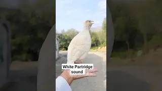 White Partridge sound