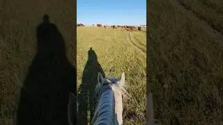 Branding Day Gathering #hashknife #ranching #cattle #montana #branding  @HashknifeRanch